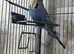 Young budgie for sale