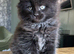 Beautiful Mainecoon kittens