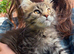 Maine coon female active