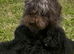 Gorgeous mini poodles ready for there new family
