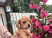 3 chaweenie pups