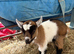 Beautiful Pygmy billy kid