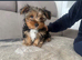 18 week old Yorkshire terrier