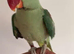 Baby alexandrine