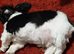 1 male Shih tzu puppy left for sale, (REDUCED)