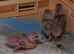 Fertilised quail eggs