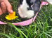 Young male rabbit