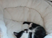 Kitten