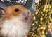 Hamster and enclosure