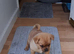 POM-A-FRUG PUPPY MALE