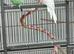 Pair of young bonded budgies