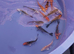 koi High Grade  normal and butterfly