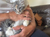 Female Mainecoon kitten for sale