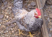 Cream Legbar  Cocks Young Chickens Blue Egg
