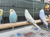 Baby rainbow budgies