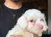 Maltese puppy boys only