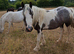Yearling cob mare