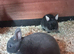 2 netherland dwarfs