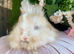 Angora babies
