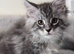 Wonderful Maine Coon kittens from titled GCCF parents