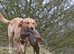 ROYAL KENNEL CLUB REGISTERED LABRADOR