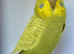 Beautiful Budgies - Various colours