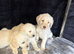 Beautiful labradoodle from a council licensed breeder