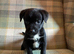 Quality Patterdale Terrier Puppies