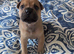 French pei 8 weeks old Puppy's for sale