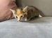 Kittens for sale