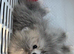Fluffy Grey & Cream Pomeranian Puppy - Super Affectionate, Playful & Healthy