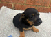 Miniture jack russell pups