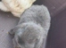 Mini lop babies
