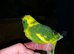 Baby&rsquo;s being hand reared