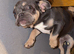 French bulldogs, two females