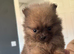 NOW REDUCED by £300 Beautiful Tcup teddy faced Pomeranian puppies
