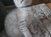 British Shorthairs ready for a new home