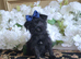 Yorkshire terrier yorkie puppies