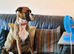 Boxer/Spaniel cross = Cuteness overload