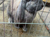 Blue Tort French Lop Doe