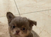Long haired chihuahua boys