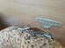 BEARDED DRAGONS WITH A TINT OF RED