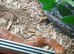 Corn snake