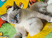 Beautiful Pure Ragdoll Kittens