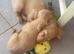 Cream boy long haired mini dachshund pup