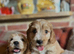 Cockapoo show puppies