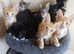 Stunning Siamese x Maine Coon Kittens - READY NOW