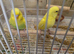 Beautiful Yellow Baby Budgies
