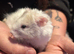 Male Syrian hamsters