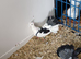 Exhibition Fantails